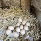 مطلوب بيض مخصب