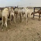 11حشوان تربيه فيها بكرتين اعمارها من 4شهور الى 6