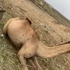 ناقه ساحليه