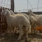 طليان حري ذبايح