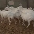 رفد فيها دفيع