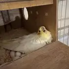جوز كروان لاتينو منتج