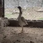 شامو ياباني تممم البييع