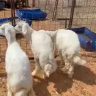 طليان ذبايح حري