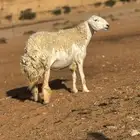 رباع ثنتين وجذعه مقاريب