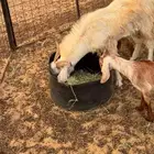 ماعز جنوبيه طيبه ماشالله