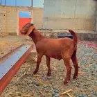 كلهاري بيور تم البيع