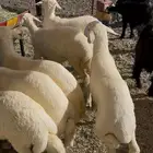 ذبايح لبيع كاش و اقساط