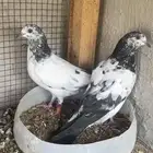 طبه جنسرا