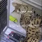 قط السيرفال
