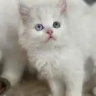 قطتين بيرشن