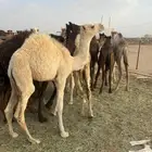 15حاشي في بيشه
