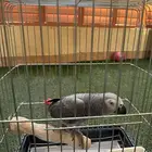 كاسكو متكلم بطلاقه عمره سنتين و3 شهور