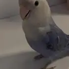 عصفور روز اليف للبيع