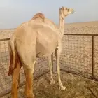 نياق حرار للبيع