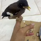 فرخ مينو الموقع الجبيل