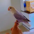 طير روز اليف انثى هدد