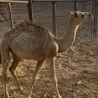 قعود للبيع