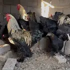 دجاج براهما