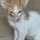 كتن منقذ للتبني العاجل