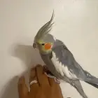 كروان متكلم