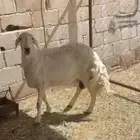 شاه سديس مقلعه جامع