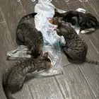 قطط لتبني