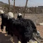 نجد جذعان فواخر جبر ناهي اضاحي بريه من الشمال