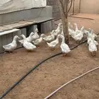 بط بكيني