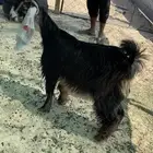 جفرا عارضية طيبة