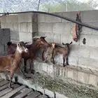 ثلوث المنظر