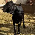كلهاري اسود هجين تم البيع