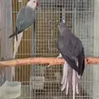 زوج دره كلير هيد