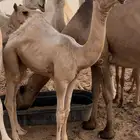 بكره كفو