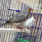 للبيع أزواج زيبرا