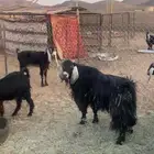 تيس احبشي بصحه جيده شرط قريع