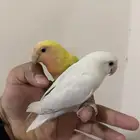 للبيع روز اليف جدا وهدد ابيض واصفر . شرط كل شي