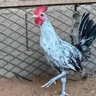 ديك