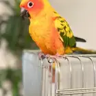 صن كنيور