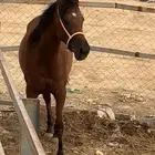 فرس شعبية