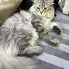 قط ذكر لتبني اموره طيبه بس عنده حب الشباب في الذقن