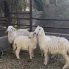 رخال عيسيه وفحل ابرق