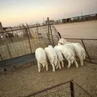 ذبايح حري البيع