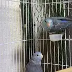 زوج بارتوليت ازرق