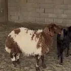 للبيع جذعه