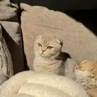 سكوتش انثى