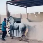 تدريب وعسف خيول تعليم الأدب المصري تعليم الخطوة الملكية