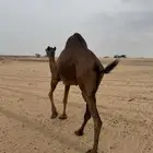 ناقه للبيع