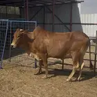 بقره عربيه تحتها حسيل