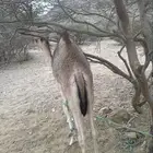قعود للبيع كفو